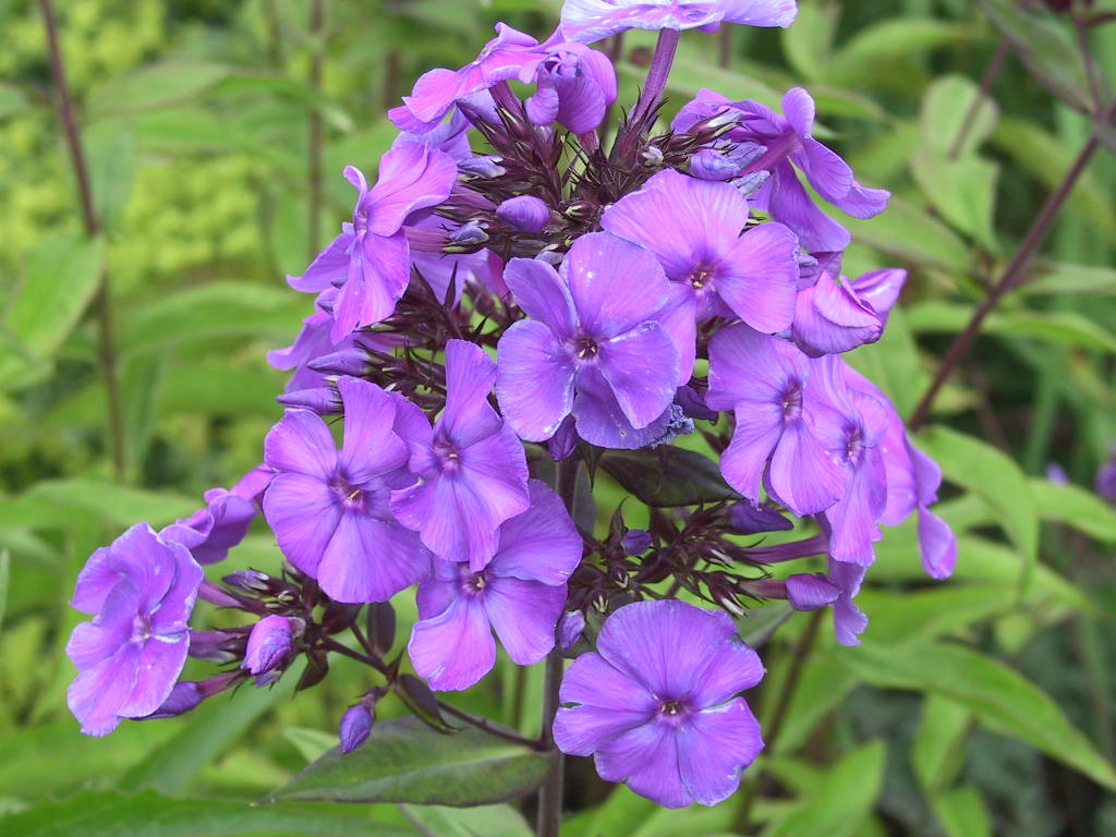 Phlox paniculata Blue Paradise 04 Macro.jpg